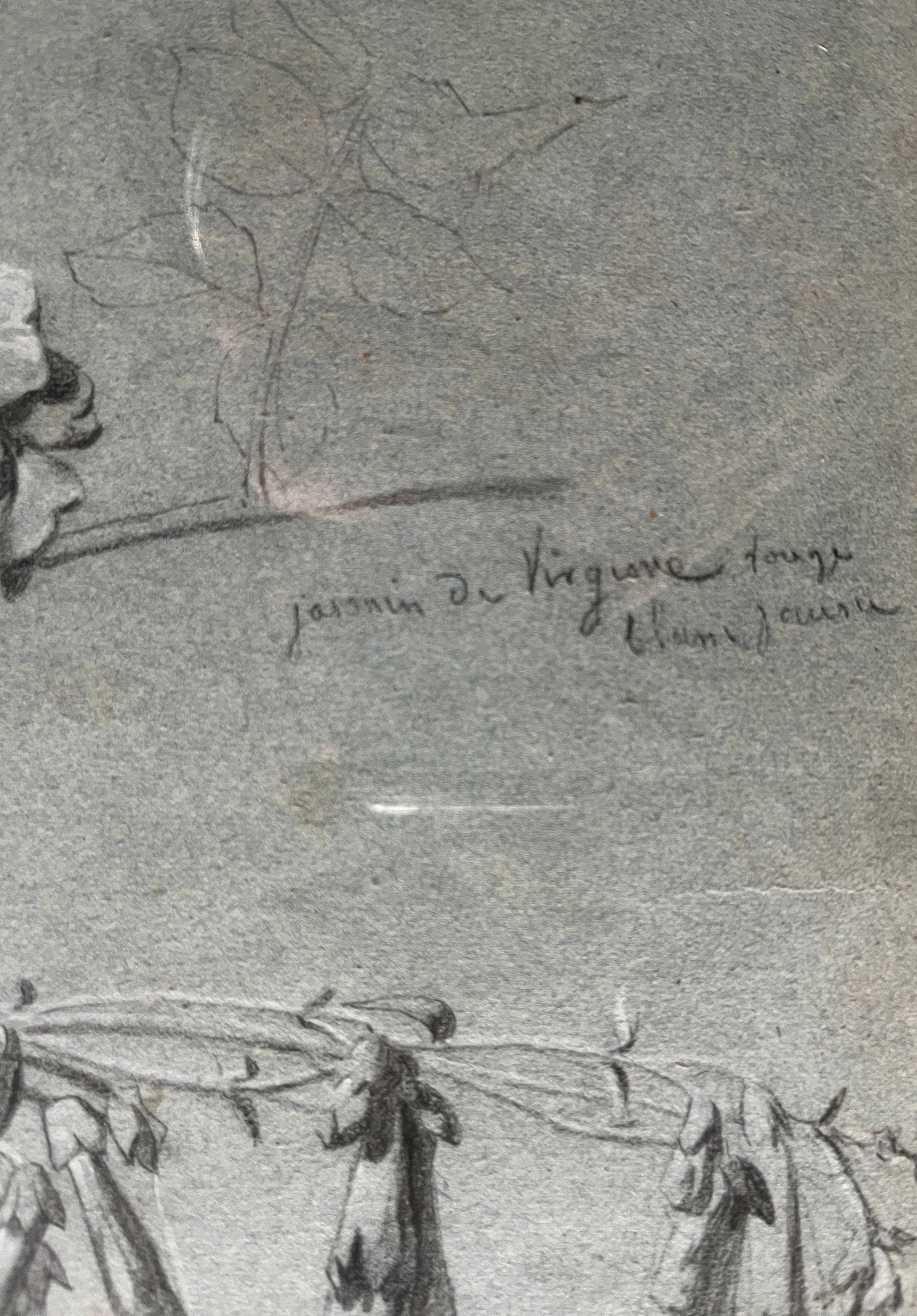 Painting Botanical flower studies Roses Jasmine 19th century + frame