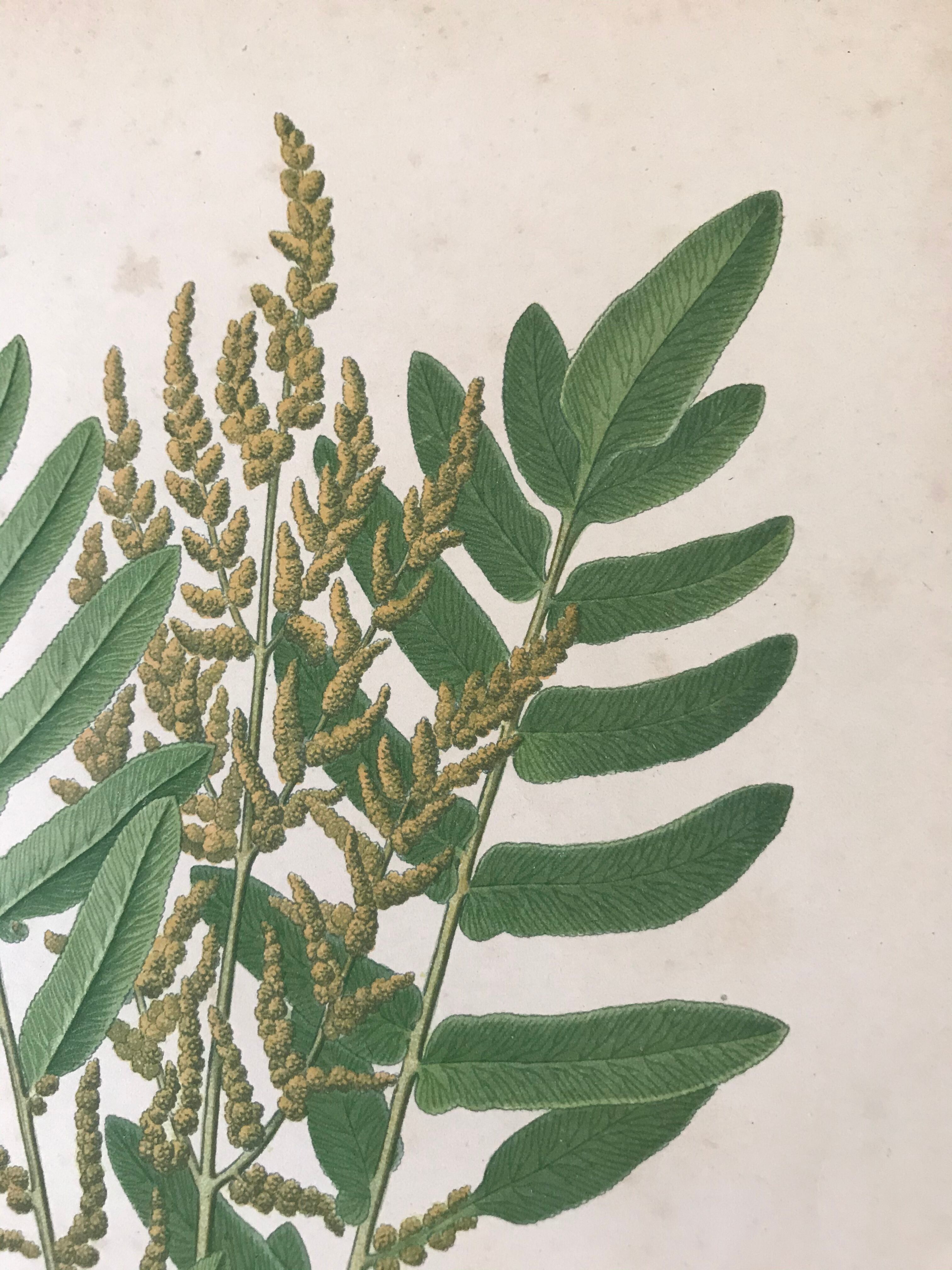 Lot of 4 botanical panches of ferns 19th century