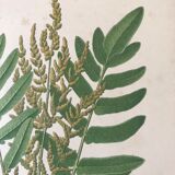 Lot of 4 botanical panches of ferns 19th century