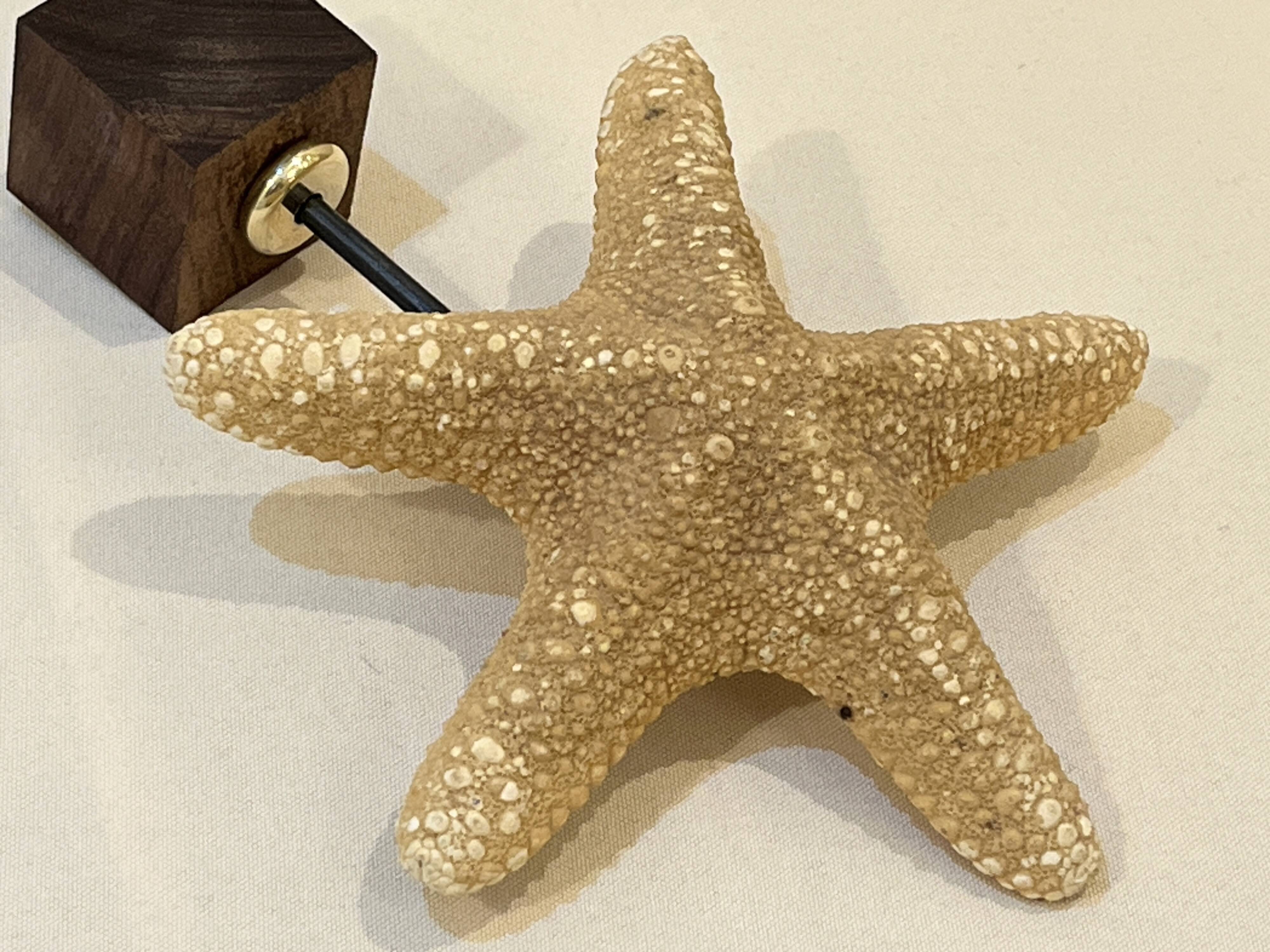Étoile de mer naturelle ancienne sur socle en bois cabinet de curiosités coquillage
