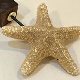 Old natural starfish on wooden base cabinet of curiosities shell