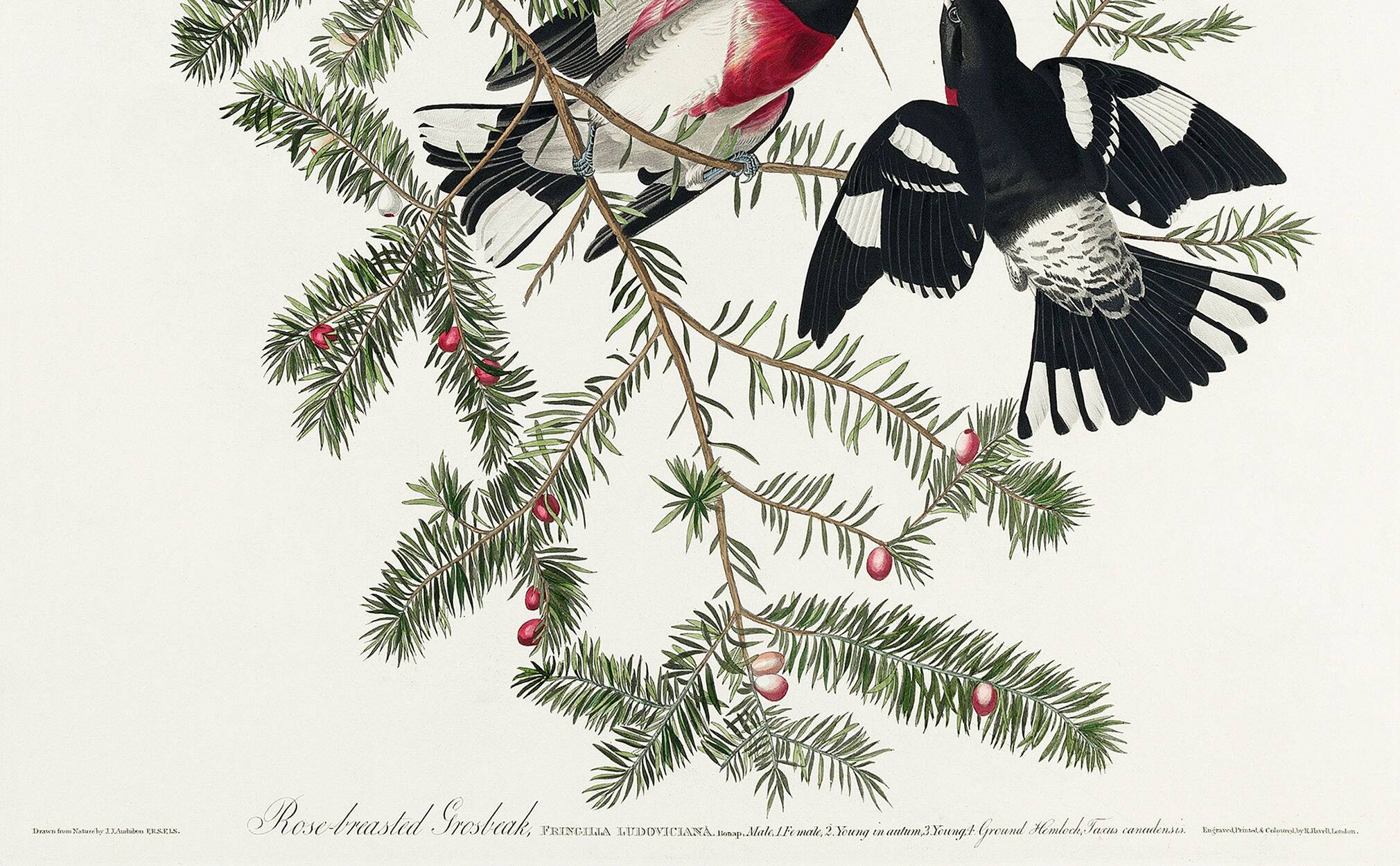 Poster of the Rose-breasted Hawfinch, after an old engraving