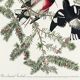 Poster of the Rose-breasted Hawfinch, after an old engraving