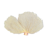 Gorgone corail ancien