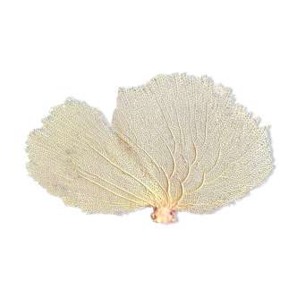 Ancient coral gorgon
