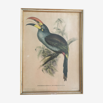 Ornithological board Pteroglossus Hypoglaucus by J & E Goulg.