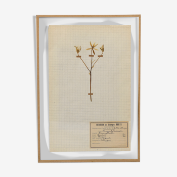 George Bert Herbarium