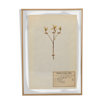 George Bert Herbarium