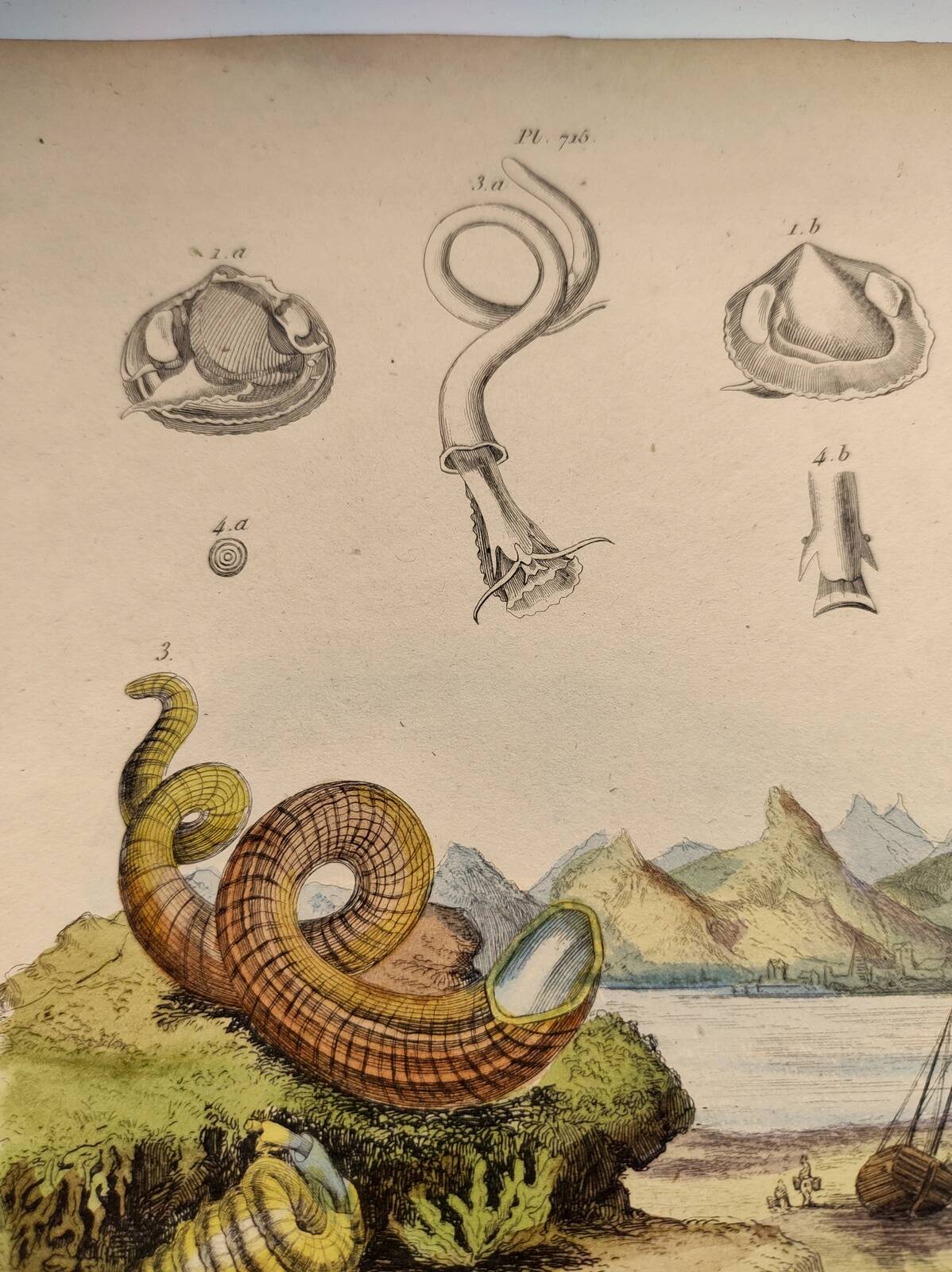 Old engraving from 1838 - Venericard shell - Original zoological and maritime plate