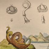Old engraving from 1838 - Venericard shell - Original zoological and maritime plate
