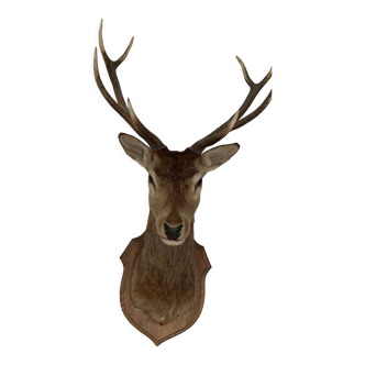 Hunting trophy