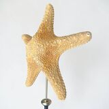 Starfish on turned wooden base, late 19th century - cabinet of curiosities