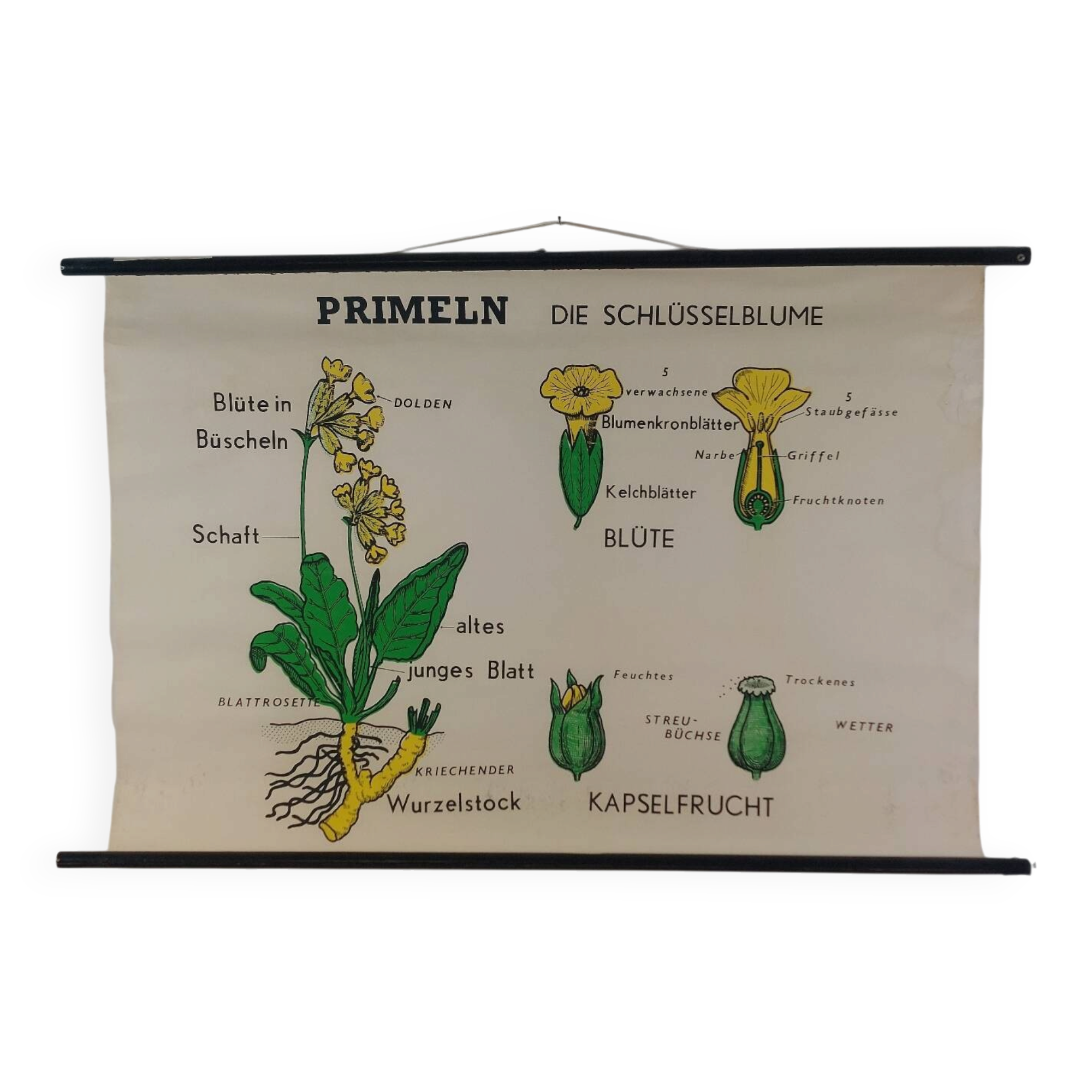 Vintage educational wall hanging roll chart biology plants botanical
