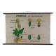 Vintage educational wall hanging roll chart biology plants botanical