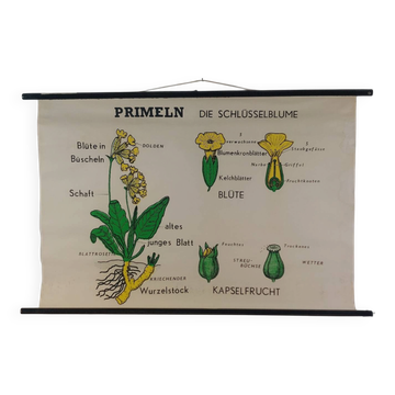 Vintage educational wall hanging roll chart biology plants botanical