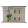 Vintage educational wall hanging roll chart biology plants botanical