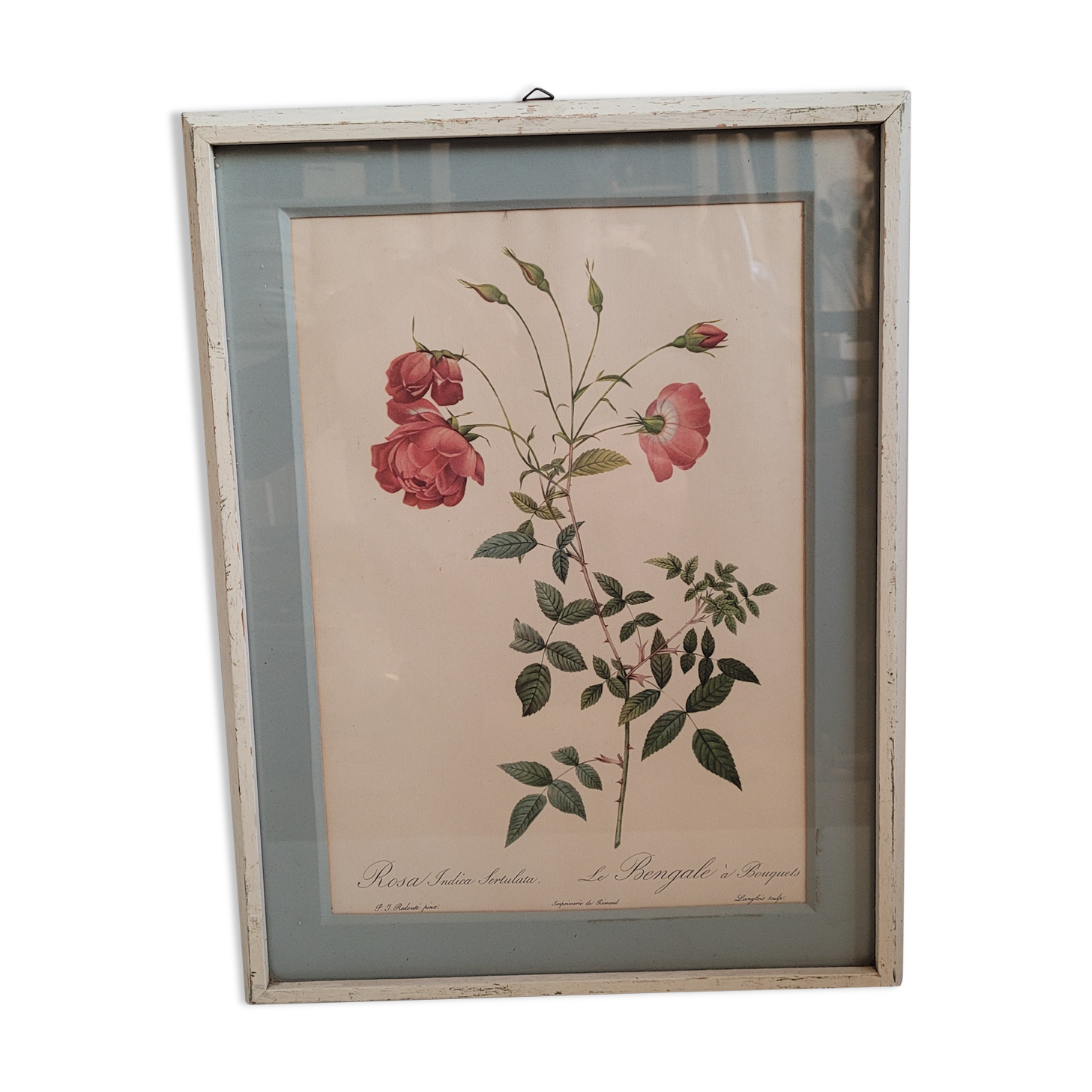Authentic and ancient lithograph of Redouté representing a Bengal rose with bouquets (in a c