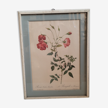 Authentic and ancient lithograph of Redouté representing a Bengal rose with bouquets (in a c