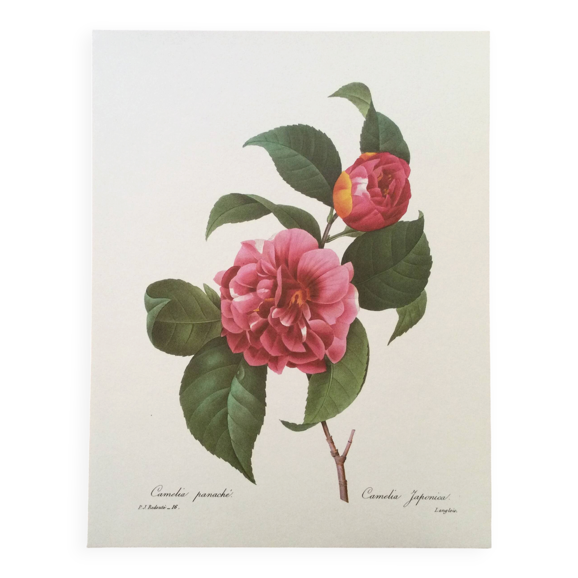 Vintage impression Camellia flower mixed 1960s