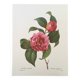 Vintage impression Camellia flower mixed 1960s