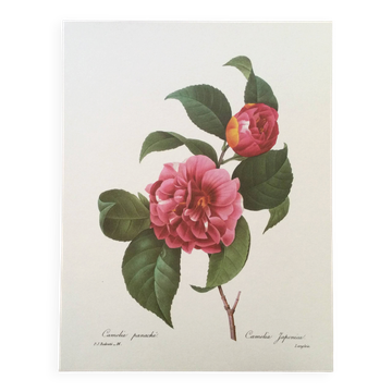 Vintage impression Camellia flower mixed 1960s