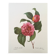 Vintage impression Camellia flower mixed 1960s