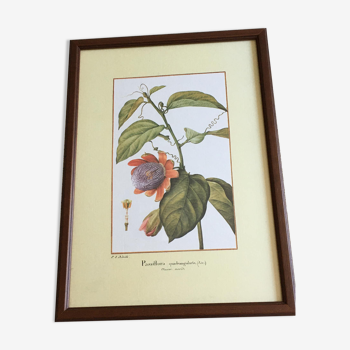 Reproduction p j redoute "passiflora quadrangularis" sous verre. cadre bois