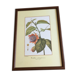 Reproduction of the "Passiflora Quadrangularis" pj redoute under glass. Wooden frame.