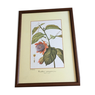 Reproduction pj redoubt "passiflora quadrangularis" under glass. wooden frame