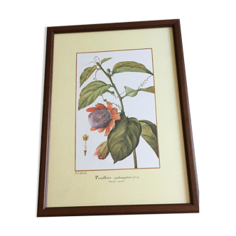 Reproduction of the "Passiflora Quadrangularis" pj redoute under glass. Wooden frame.