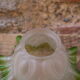 Green glass tulip