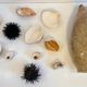 Collection de coquillages