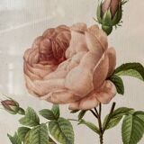 Lithograph PJ Redouté