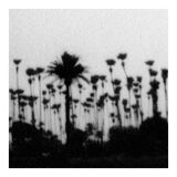 Palm tree, Bombay 70s