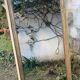 Miroir dessus de cheminée ancien - décor de palmettes et de feuilles d'eau