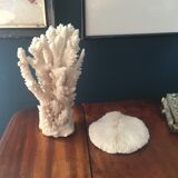 20 cm coral