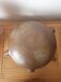 Toad sandstone gourd