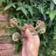 Pair of antique Art Nouveau brass handles