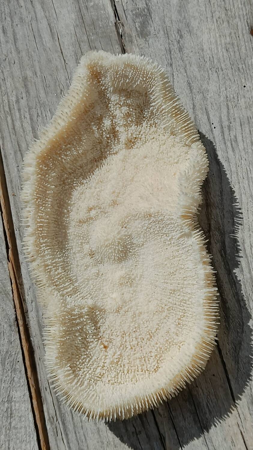 Vintage coral fungia large model