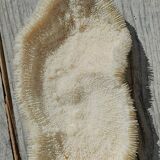 Vintage coral fungia large model