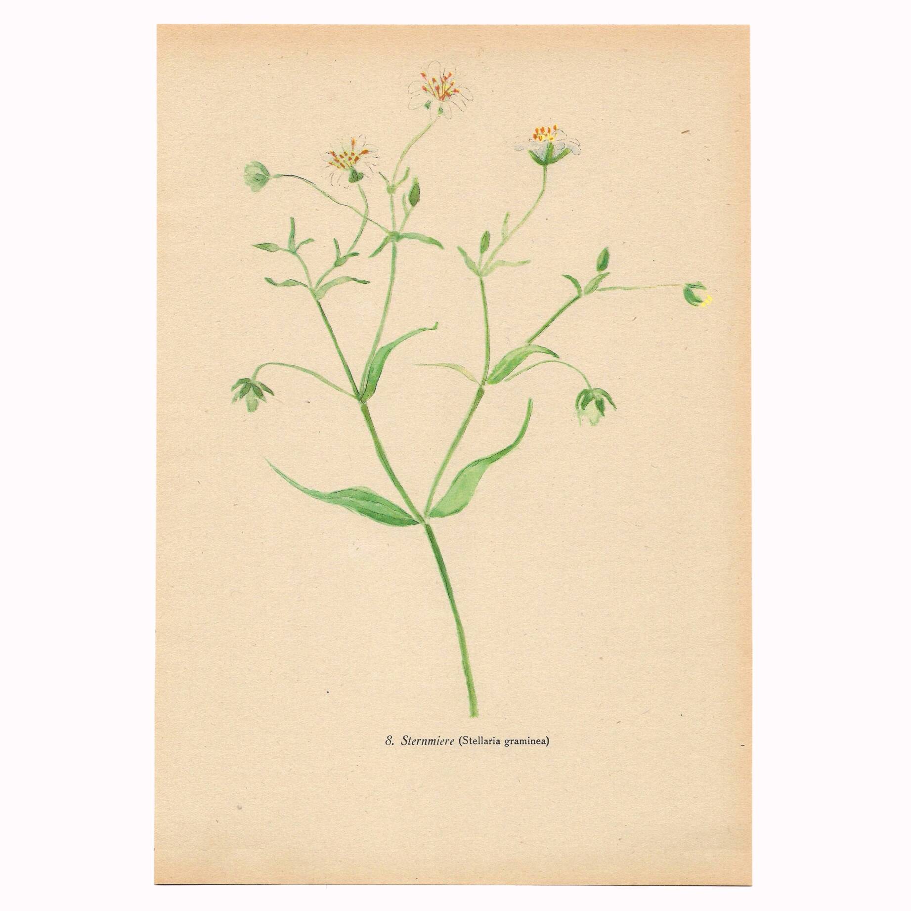Planche de 1948, Fleurs des prés, stellaire par Strache