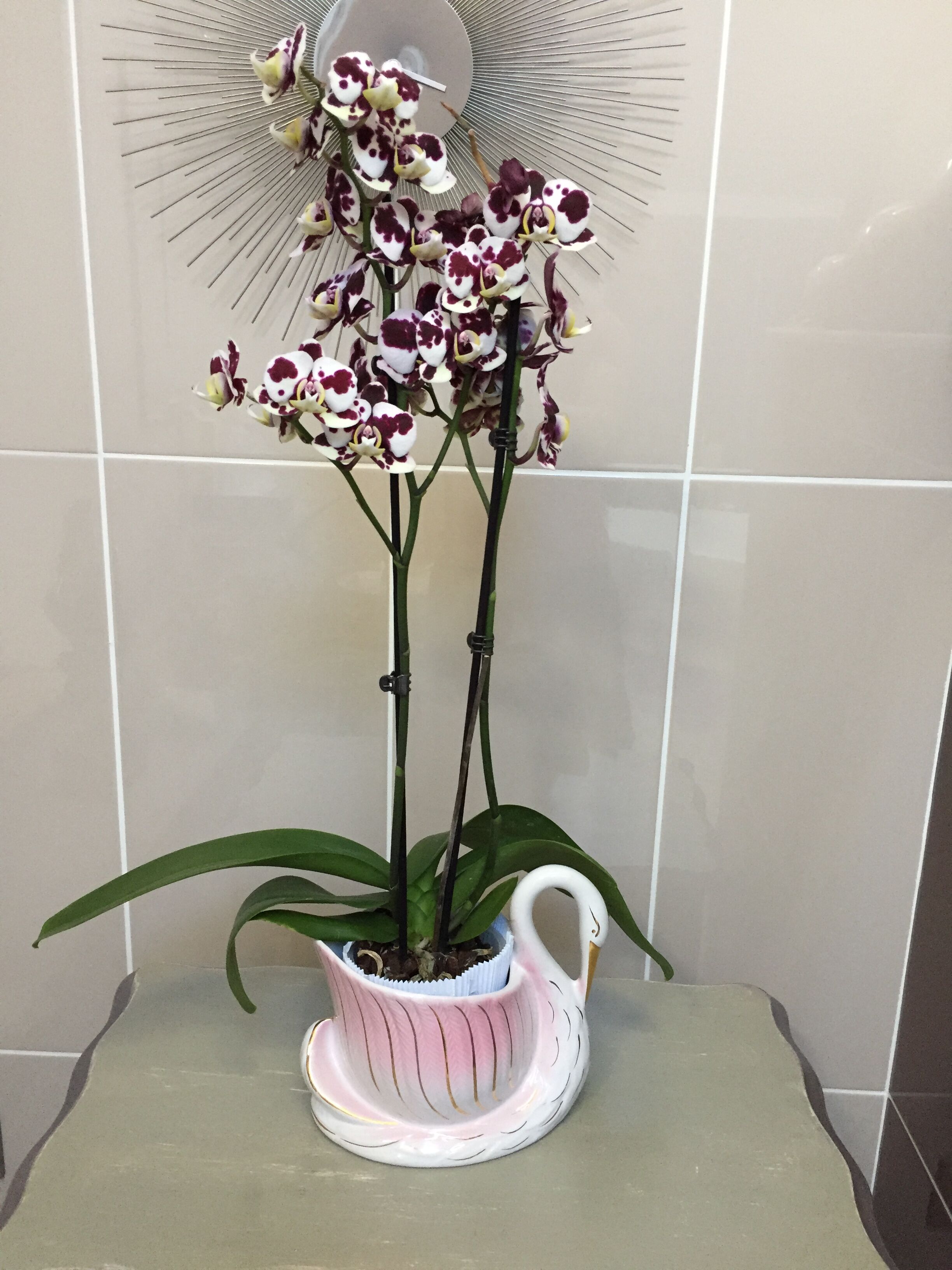 Vintage porcelain swan pot cache