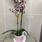 Vintage porcelain swan pot cache