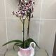 Vintage porcelain swan pot cache