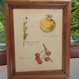 Botanical plate