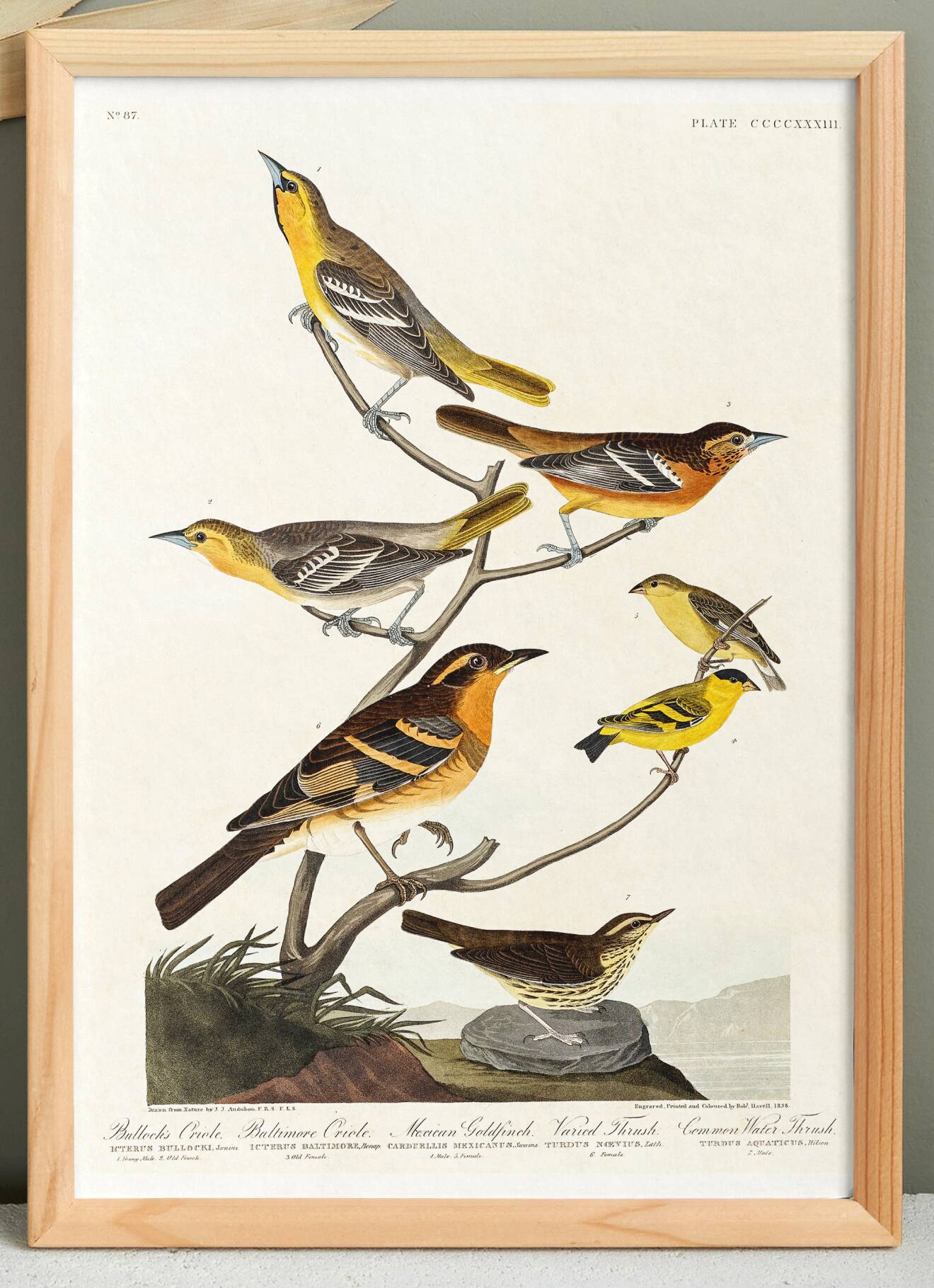 Poster about Baltimore Orioles, based on an old engraving from 1827.