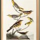 Poster about Baltimore Orioles, based on an old engraving from 1827.