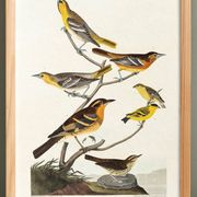 Poster about Baltimore Orioles, based on an old engraving from 1827.