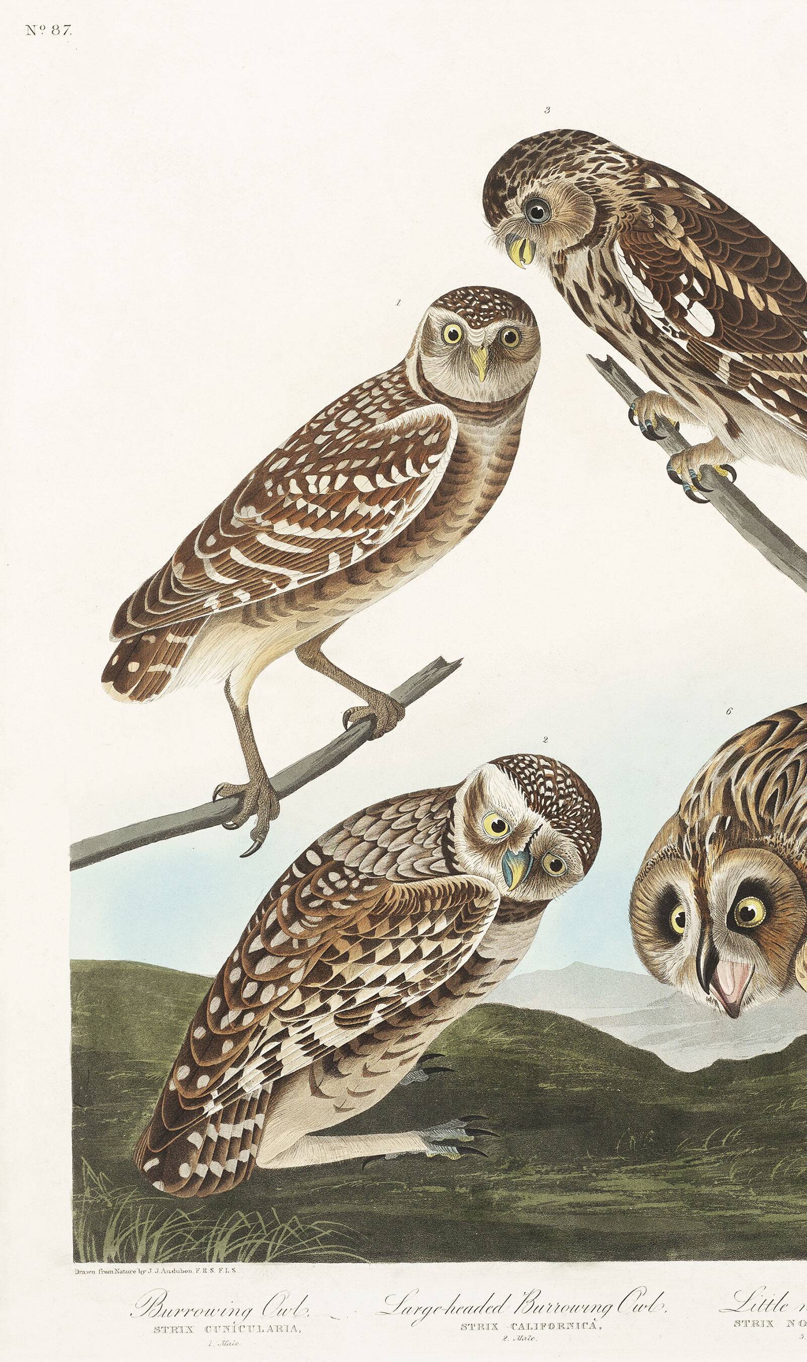 Poster about owls, based on an old engraving from 1827.