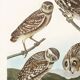 Poster about owls, based on an old engraving from 1827.